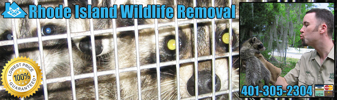 Rhode Island Wildlife and Animal Removal